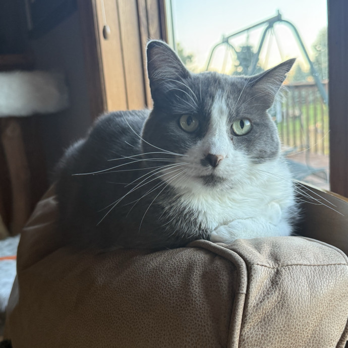 The Purrfect Cat Sitter For You