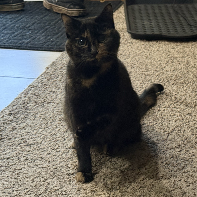 The Purrfect Cat Sitter For You