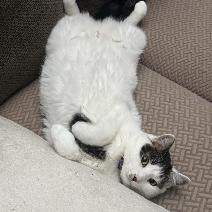 The Purrfect Cat Sitter For You