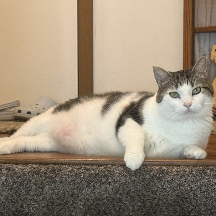 The Purrfect Cat Sitter For You