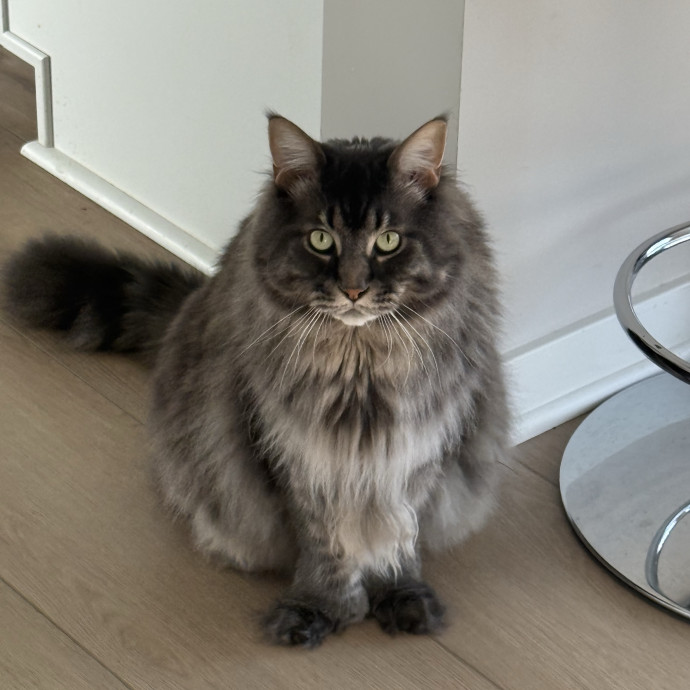 The Purrfect Cat Sitter For You