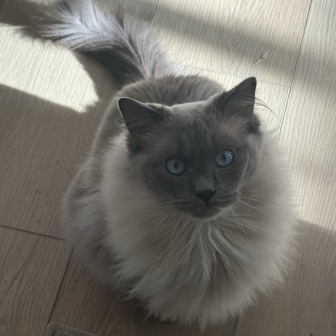The Purrfect Cat Sitter For You