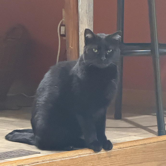 The Purrfect Cat Sitter For You