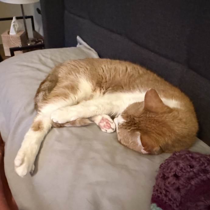 The Purrfect Cat Sitter For You