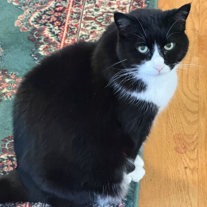 The Purrfect Cat Sitter For You photo 3