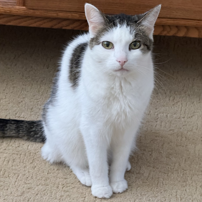 The Purrfect Cat Sitter For You photo 2