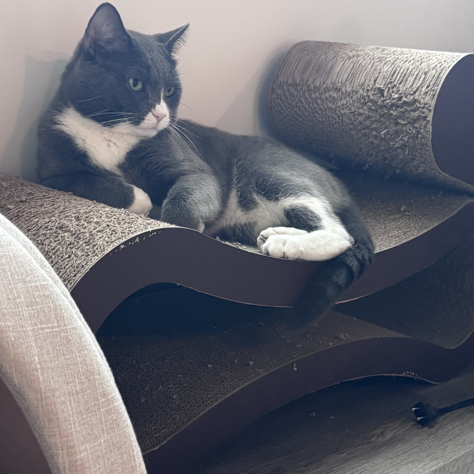 Professor And Reliable Cat Sitter