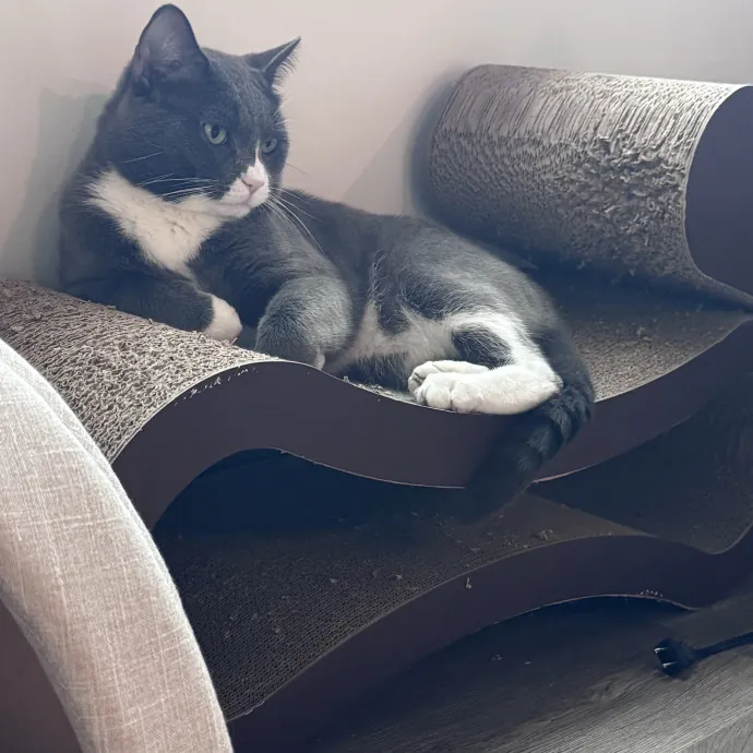 Professor And Reliable Cat Sitter