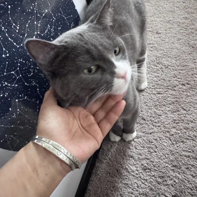 Professor And Reliable Cat Sitter