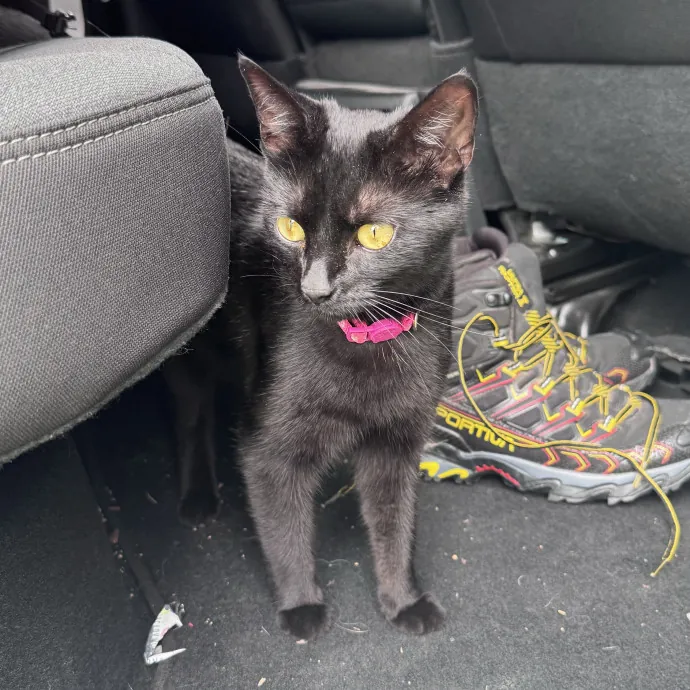 Professor And Reliable Cat Sitter