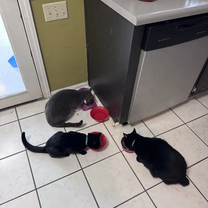 Professor And Reliable Cat Sitter