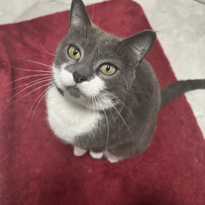 Professor And Reliable Cat Sitter