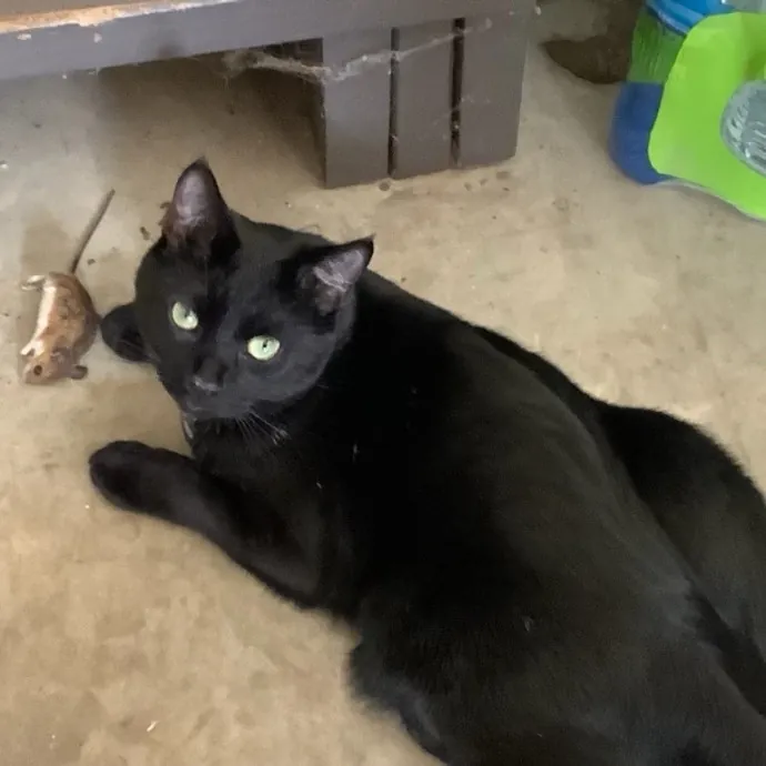 Professor And Reliable Cat Sitter