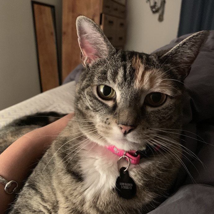 Professor And Reliable Cat Sitter