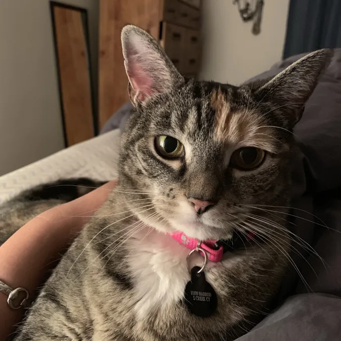Professor And Reliable Cat Sitter photo 4