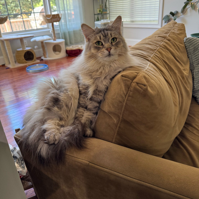 Lifelong Kitty Lover And Parent photo 3