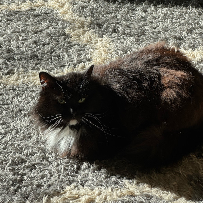 Lifelong Kitty Lover And Parent photo 2