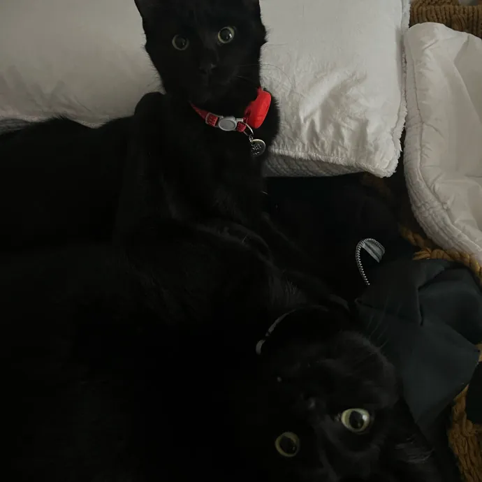 Amanda's Cat Sitting In Duluth photo 4