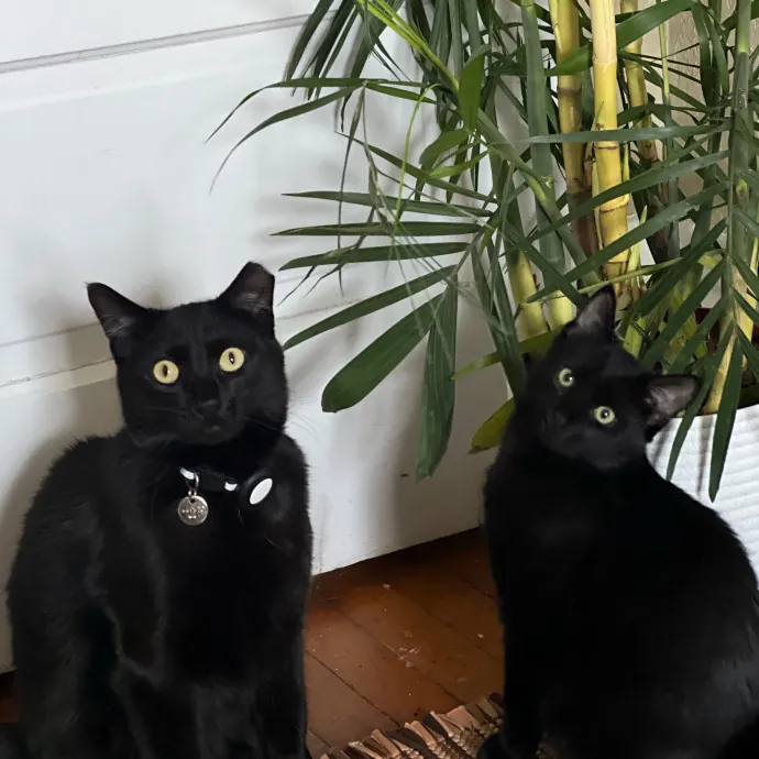 Amanda's Cat Sitting In Duluth photo 3