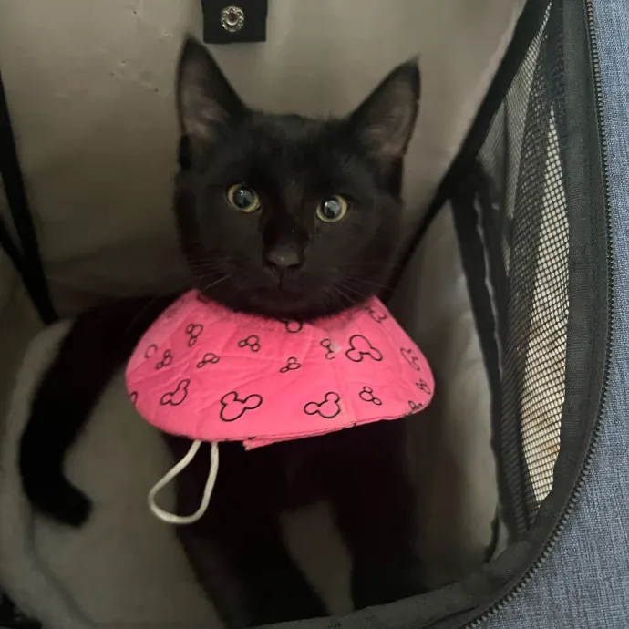 Amanda's Cat Sitting In Duluth photo 2