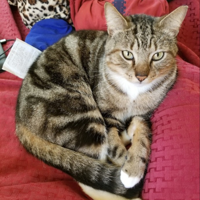 Supurrb Catsitting Of Daytona