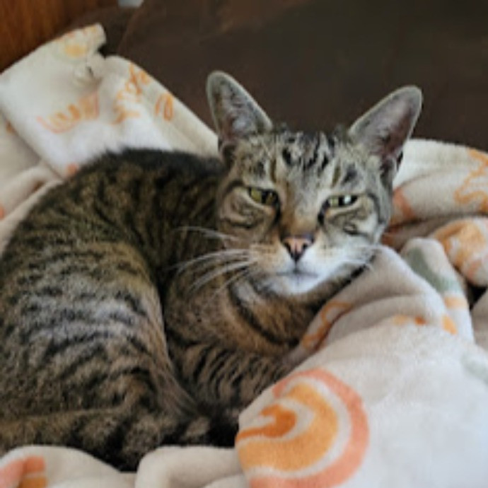 Supurrb Catsitting Of Daytona
