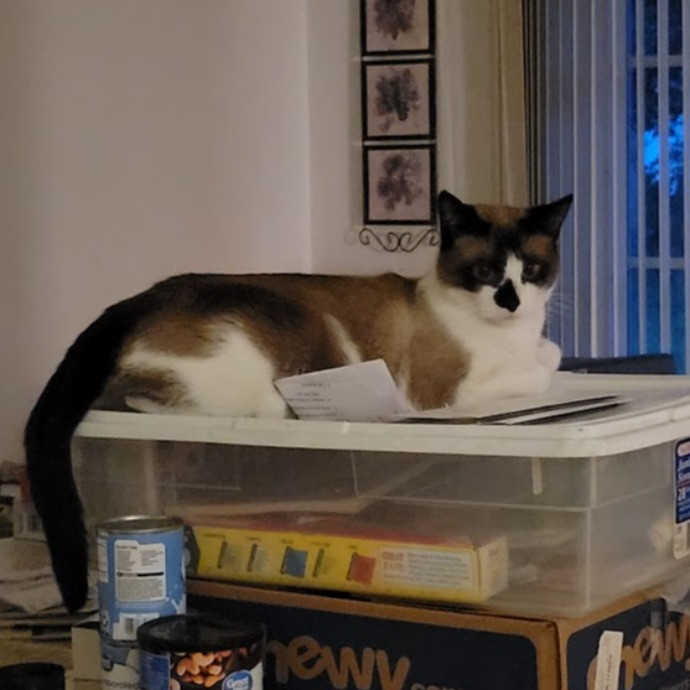 Supurrb Catsitting Of Daytona