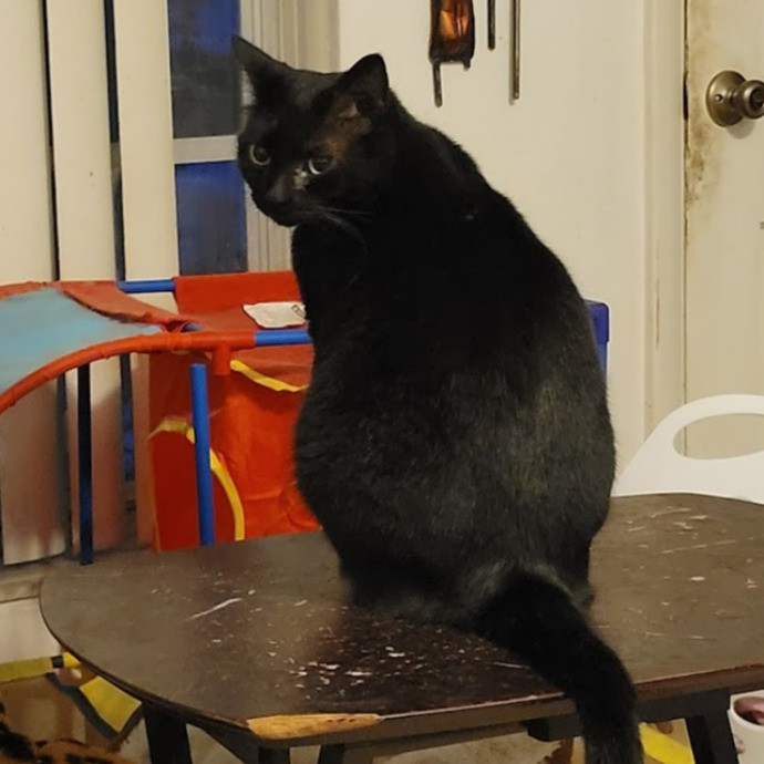 Supurrb Catsitting Of Daytona photo 3