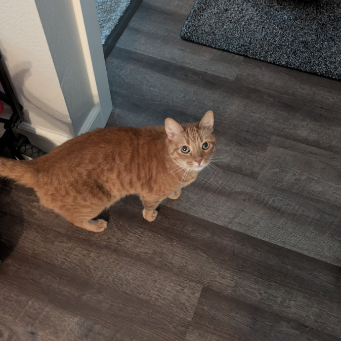 Kind Capable Care For Special Cats