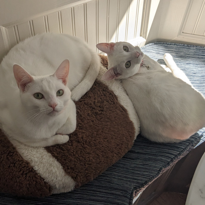 Kind Capable Care For Special Cats