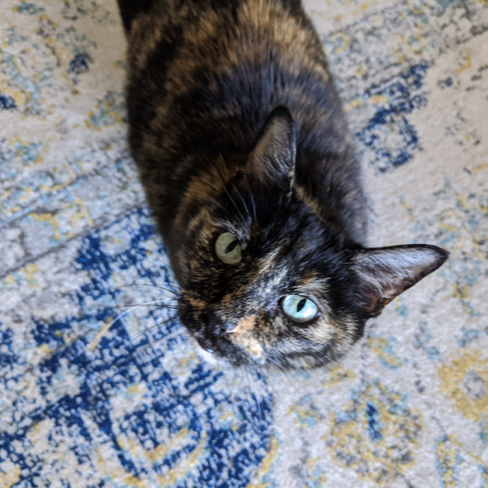 Kind Capable Care For Special Cats