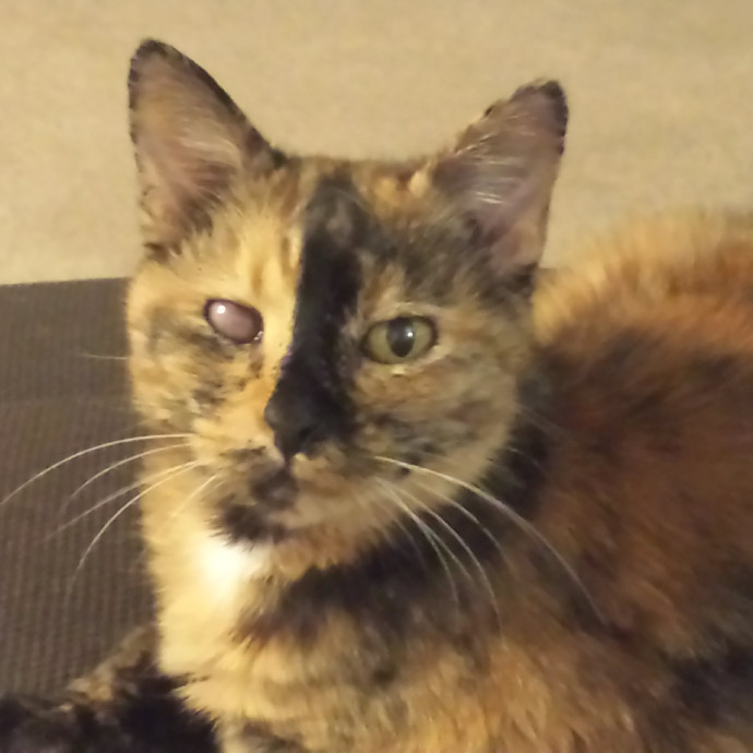 Kind Capable Care For Special Cats photo 3