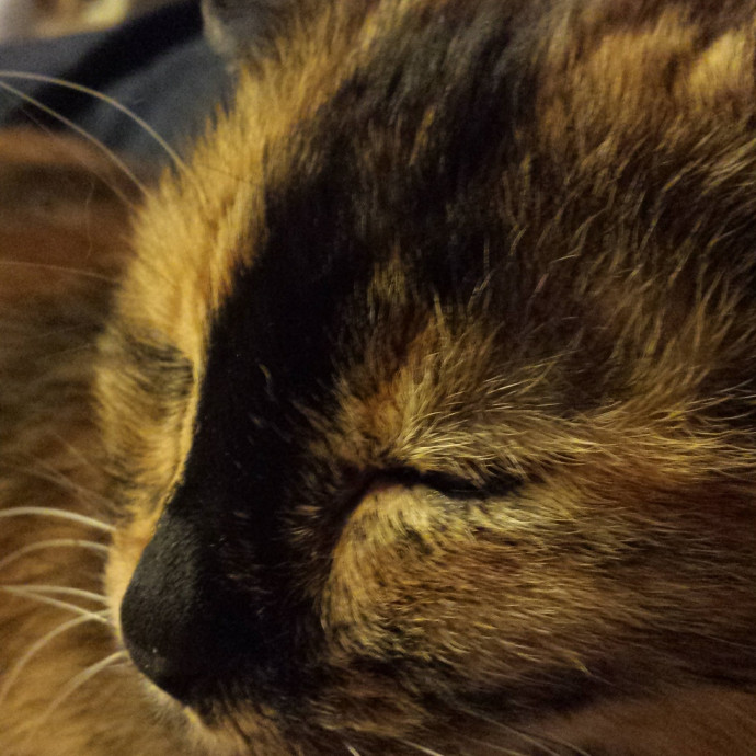Kind Capable Care For Special Cats photo 2