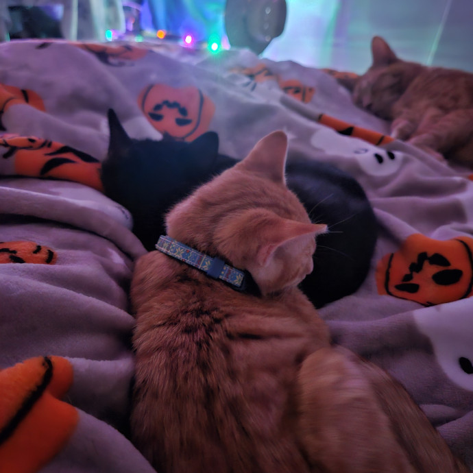 Great Cat Care