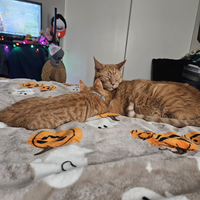 Great Cat Care