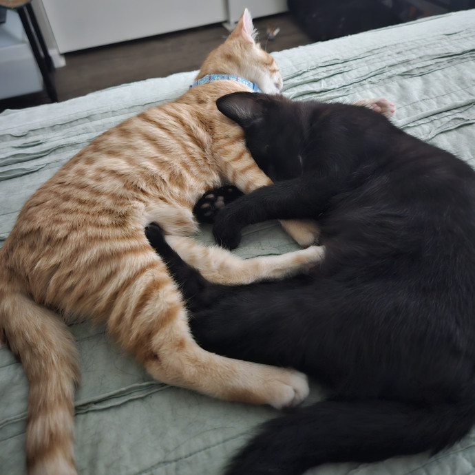 Great Cat Care photo 3