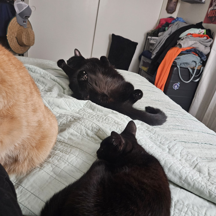 Great Cat Care photo 2