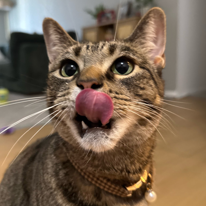 The Cat Daddy photo 3