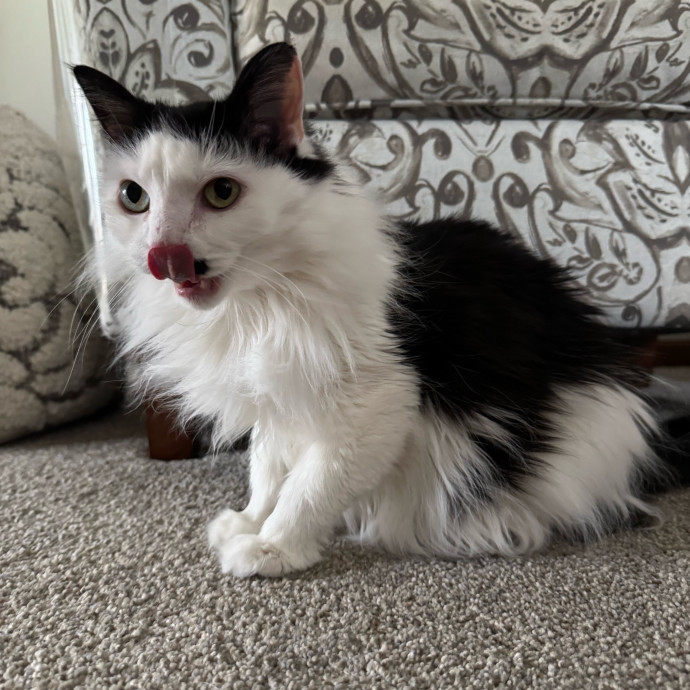 The Cat Daddy photo 2