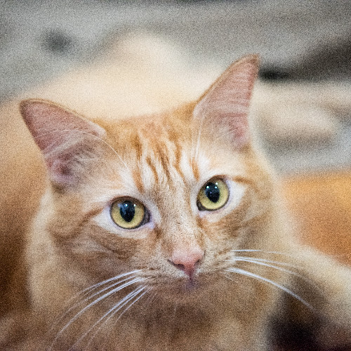 Cat Care Nerd