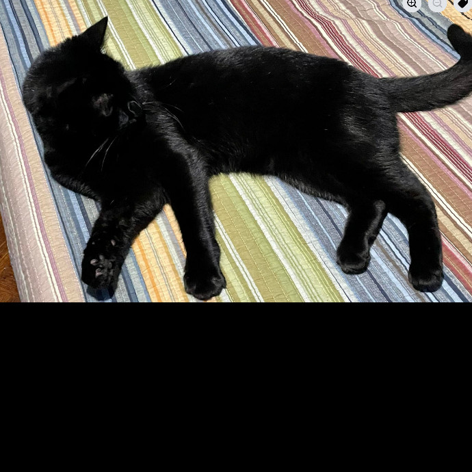 Dana's Pawsome Cat Sitting Services