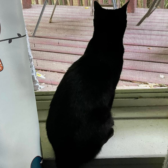 Dana's Pawsome Cat Sitting Services