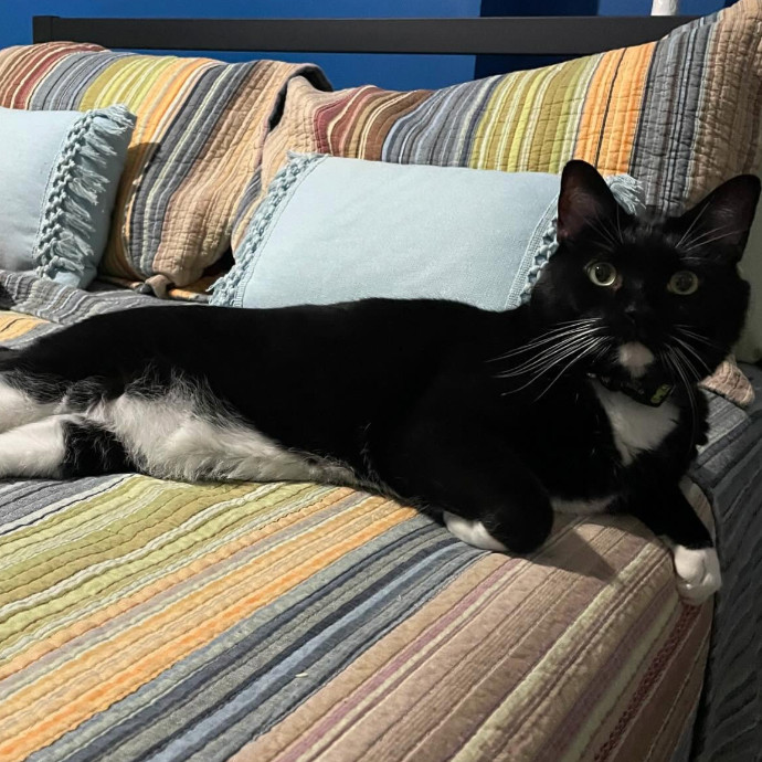 Dana's Pawsome Cat Sitting Services photo 3