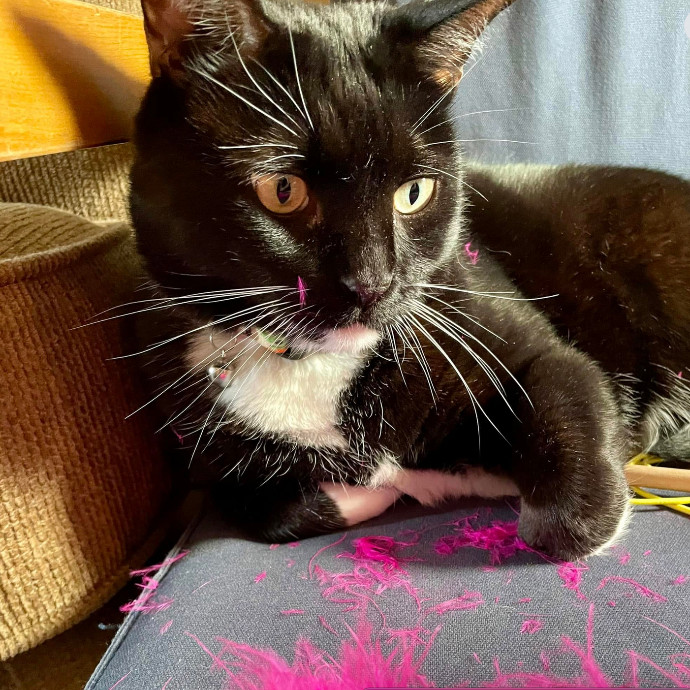 Dana's Pawsome Cat Sitting Services photo 2