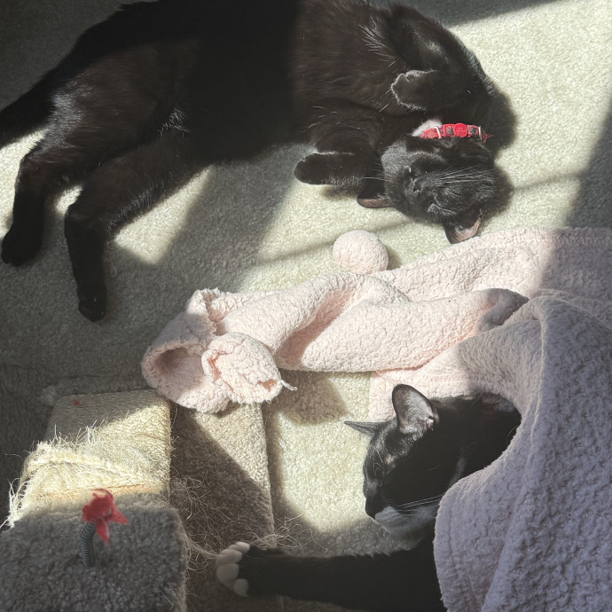 All Cats Welcome photo 3