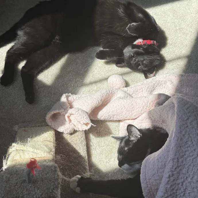 All Cats Welcome photo 3