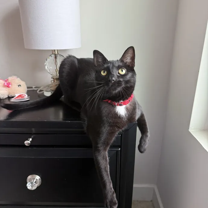All Cats Welcome photo 2