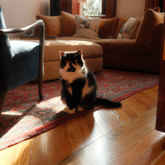 Cool Cat Funcle Dee photo 2