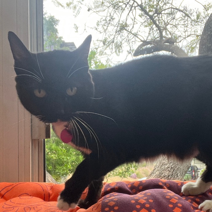 Purr City Kitty Sitting