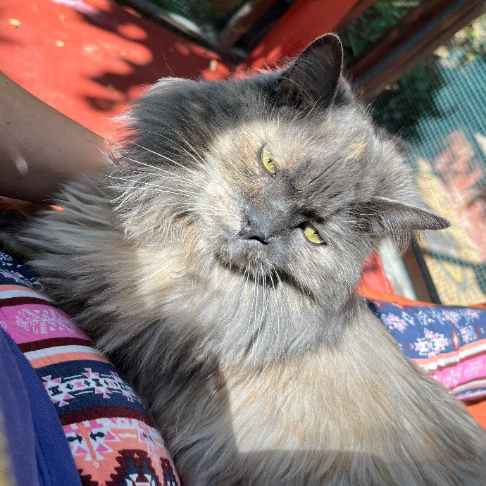 Purr City Kitty Sitting